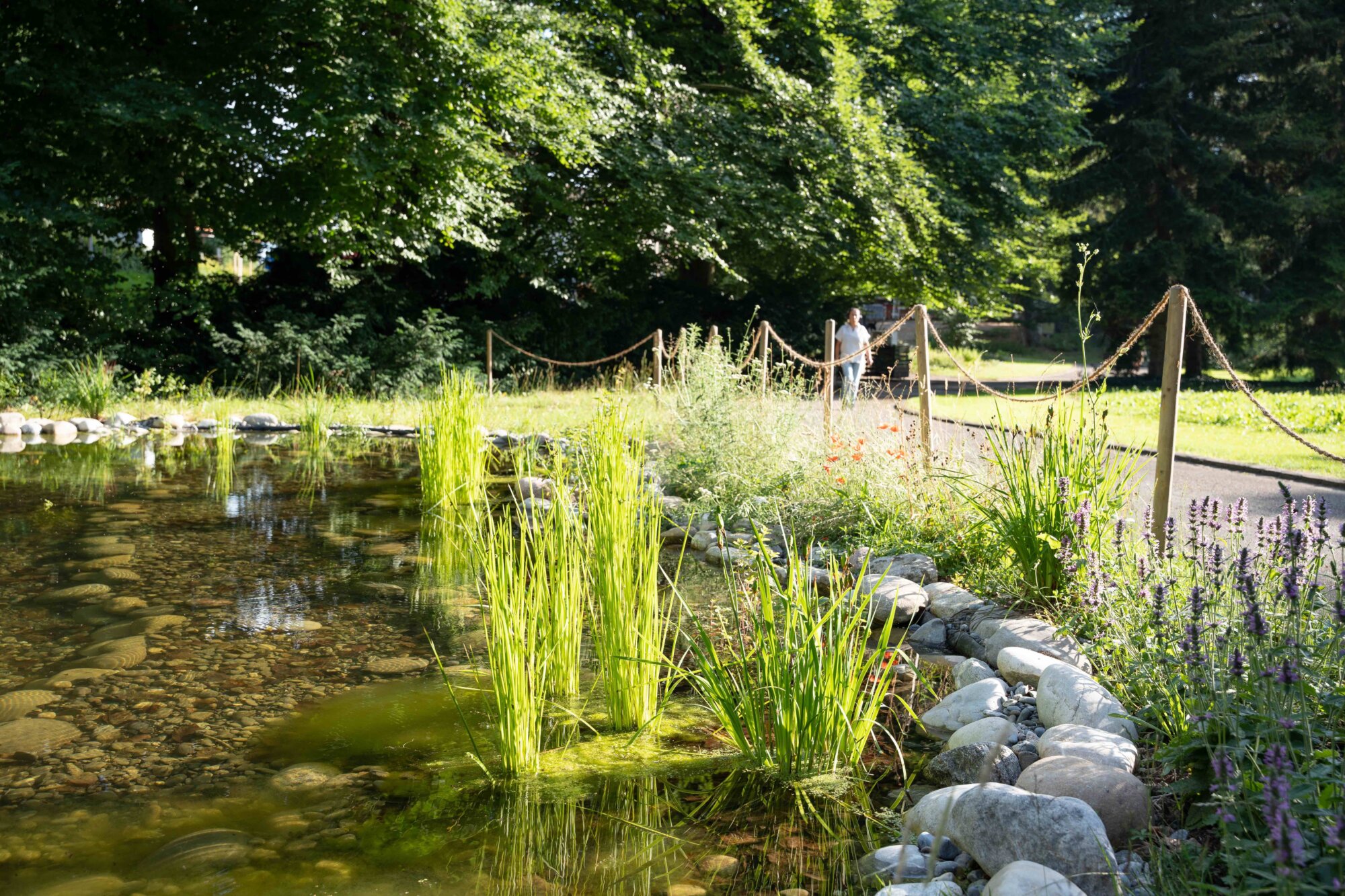 Im Bremgartenfriedhof bietet ein Weiher mitten im Siedlungsgebiet wertvollen Lebensraum für Amphibien und Libellen. Foto: © Stefanie Würsch